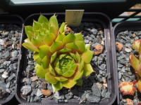 /album/fotogalerie-nabidka/sempervivum-britta-jpg/